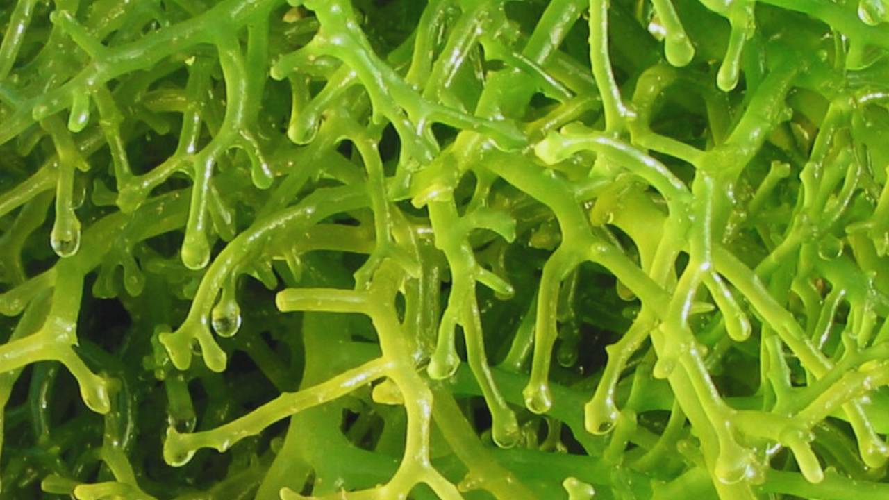Cottonii (Kappaphycus alvarezii) seaweed - A New Era of Sustainable Ocean Farming in the Maldives